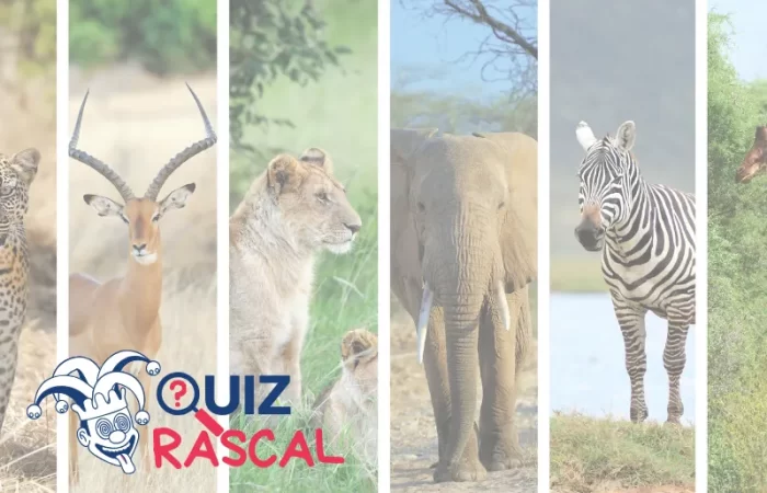 animals quiz